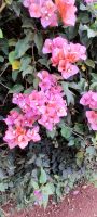 Azoren Flora