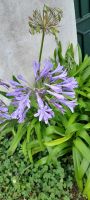 Azoren Flora
