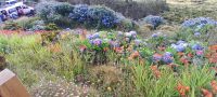 FAial Flora