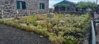 Azoren Insel Pico