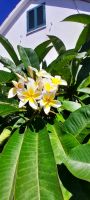 Azoren Flora