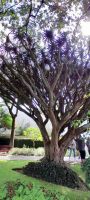 Terceira  - Flora