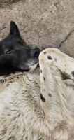 Hunde Senior Marshall 
