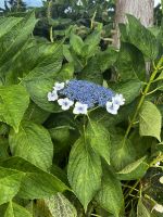 Tellerhortensie
