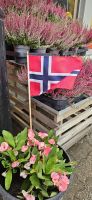 Torsken,  Insel Senja,  Christusdorn im Topf