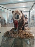 Bär