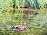 Tag 7 - Staakenbootsfahrt auf der Krutynia, Krutyn 