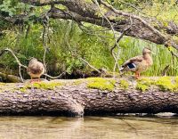 Tag 7 - Staakenbootsfahrt auf der Krutynia, Krutyn 