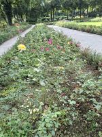 Rosenrabatte im Rosengarten von Bern