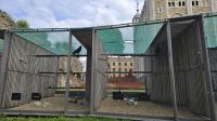 die Raben im Tower of London