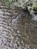 226. Sockeye Lachse - Mendelhall Gletscher, Juneau, Alaska.jpg