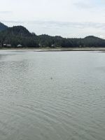 234. All you can Eat Buffet für Robben - Macaulay Salmon Hatchery, Juneau, Alaska.jpg
