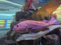 235. Macaulay Salmon Hatchery, Juneau, Alaska.jpg