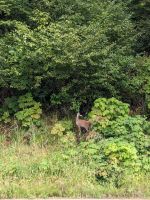 339. Reh -Spaziergang von Icy Strait Point nach Hoonah, Alaska.jpg