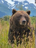 374. Alaska Wildlife Conservation Center, Alaska.jpg