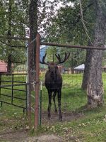 387. Alaska Wildlife Conservation Center, Alaska.jpg