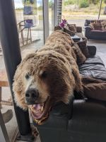 404. Huskyzucht von Martin Buser, Alaska.jpg