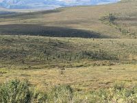 436. Ausflug in den Denali Nationalpark, Alaska.jpg