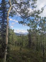 457. Rockcreek Trail Denali Nationalpark, Alaska.jpg