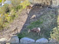 3. Tag – Banff bis Jasper – Icefields Parkway – Dickhornschafe am Columbia Icefield Discovery Centre