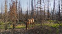 Wapiti beim Frühstück am Wegrand 