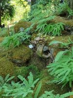 Butchart Gardens