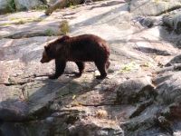Skansen 