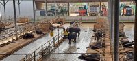 Paestum - Büffel Farm (Büffelmozzarella)