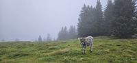Stubaital,  Kälbchen auf der Alm