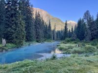 8. Tag – Tongass National Forest und Salmon Glacier – Bärenbeobachtung am Fish Creek