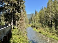 8. Tag – Tongass National Forest und Salmon Glacier – 2. Bärenbeobachtung am Fish Creek