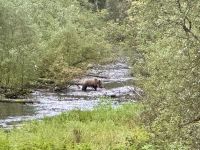 8. Tag – Tongass National Forest und Salmon Glacier – Grizzly im Fish Creek