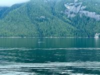 10. Tag – Fahrt mit der Fähre durch die Inside Passage – Sichtung von Buckelwalen