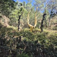 10 Brocéliande, goldener Baum.jpg