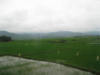 Reisfelder wohin das Auge blickt