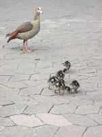 Nilgänse im Companys Garden