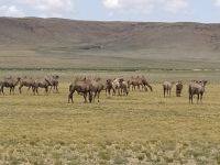 Kamelein der spektakulären Wüste Gobi