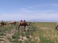 Kamele in der Wüste Gobi