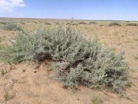 Pflanzen in der Wüste Gobi