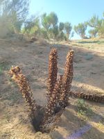 Wüste Gobi: Besichtigung des Saxaul–Waldes