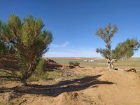 Wüste Gobi: Besichtigung des Saxaul–Waldes