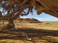 Wüste Gobi: Besichtigung des Saxaul–Waldes