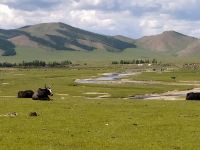 Begegnungen mit Yaks - mongolische Steppenlandschaft 
