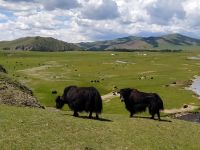 Begegnungen mit Yaks - mongolische Steppenlandschaft 