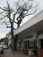 Stellenbosch: Eiche im Supermarktdach
