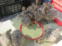 junge Straußenküken