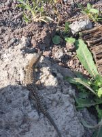 Aufstieg zum Vesuv... (Tier-Beobachtungen)