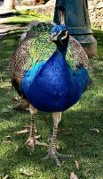 Pfau auf dem Sao Jorge Hügel