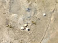 Wattwanderung Herzmuscheln