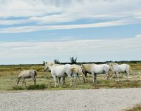 Flusskreuzfahrt auf der Rhone - Camargue 